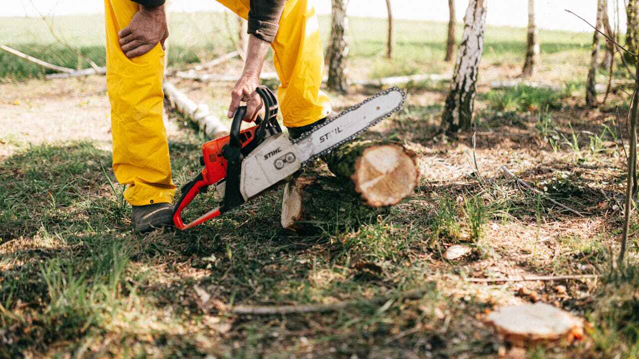 The Steps Involved in Our Tree Care Process in Orange Grove, TX